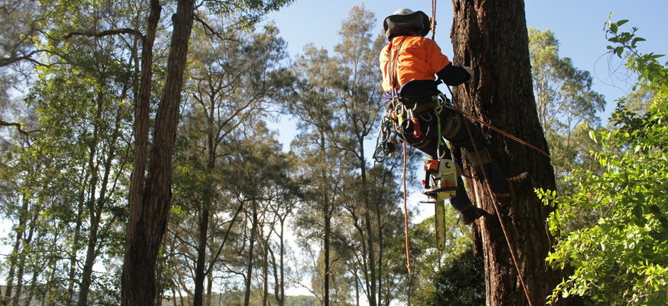 Arborists In Newcastle